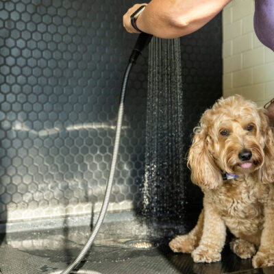 Dog Shower